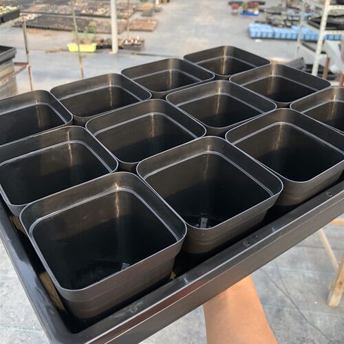 蓄水育苗盘 多肉接水整理框 园艺花卉闷养种菜播种保温浸盆叶插
