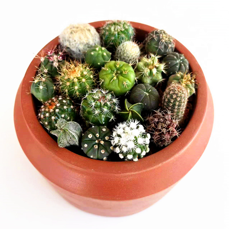 实生仙人球小苗随机套餐星兜多肉植物盆栽仙人掌开花绯花玉鸾凤玉图片