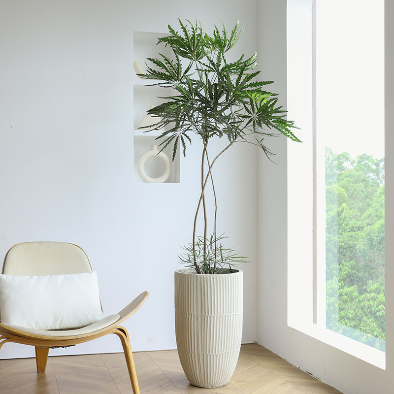 孔雀木绿植盆栽室内大型客厅落地大植物侘寂风办公室极简造型网红