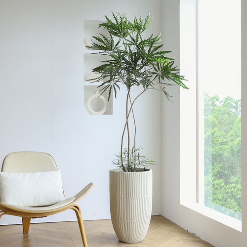 孔雀木绿植盆栽室内大型客厅落地大植物侘寂风办公室极简造型网红