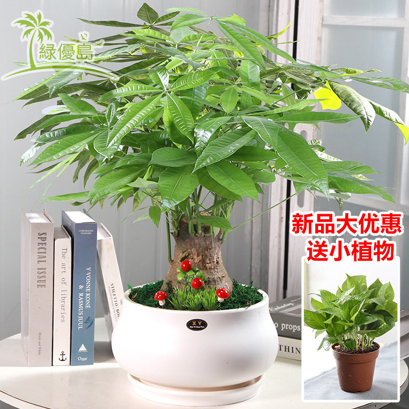 发财树盆栽客厅室内大型组合开来公司前台绿植物花时期金钱树盆景