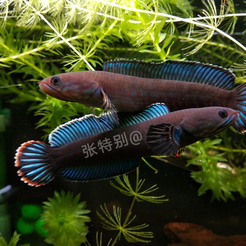 阿萨姆奶茶雷龙 阿萨姆蓝帆 雷龙鱼 蛇头鱼 鳢 热带鱼 观赏鱼