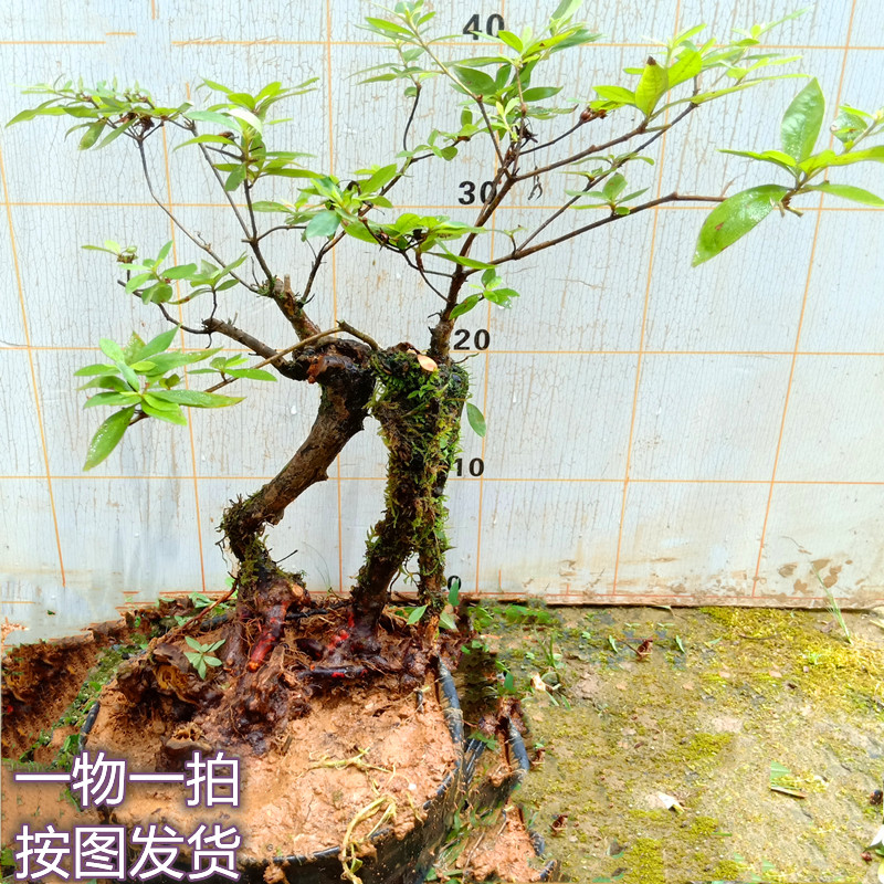 下单四季杜鹃花映山红老熟桩室内提根盆景树苗木造型栽植一物一拍图片