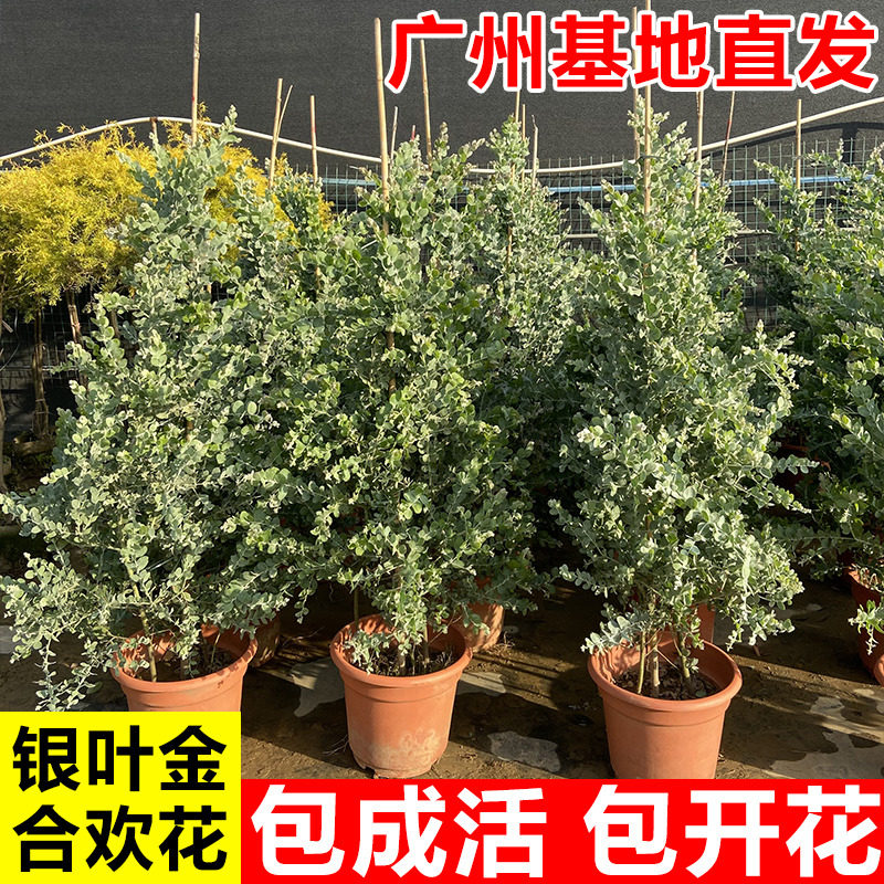 银叶金合欢树苗大绿植客厅庭院盆栽地栽耐寒四季花卉植物老桩盆景