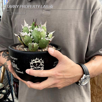 藤原NBHD龙舌兰潮流块根植物老白鲸龟甲龙块根SRL花盆陶瓷