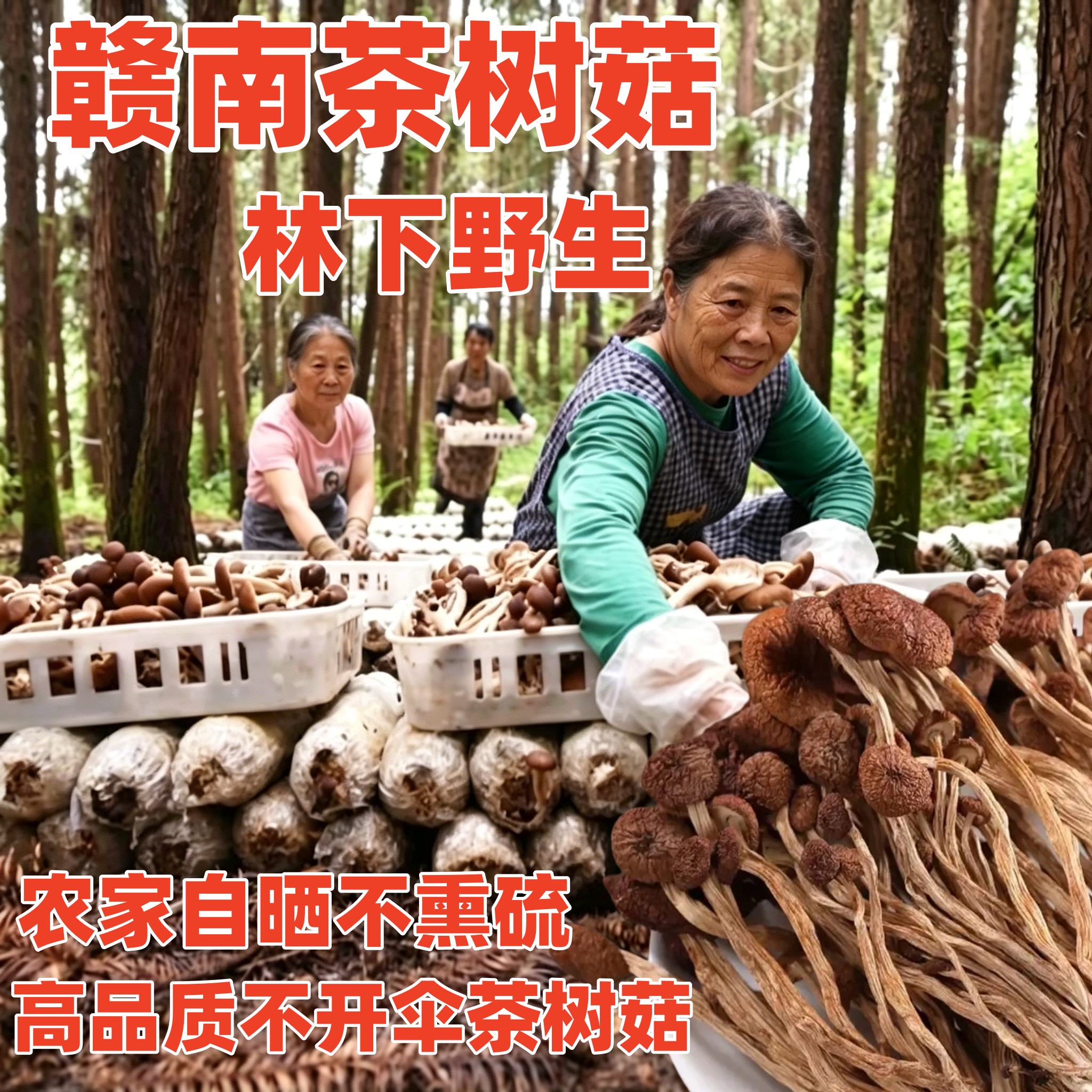 正宗赣南林下野生茶树菇干货特级无硫新货野生茶树菇不开伞煲汤菌
