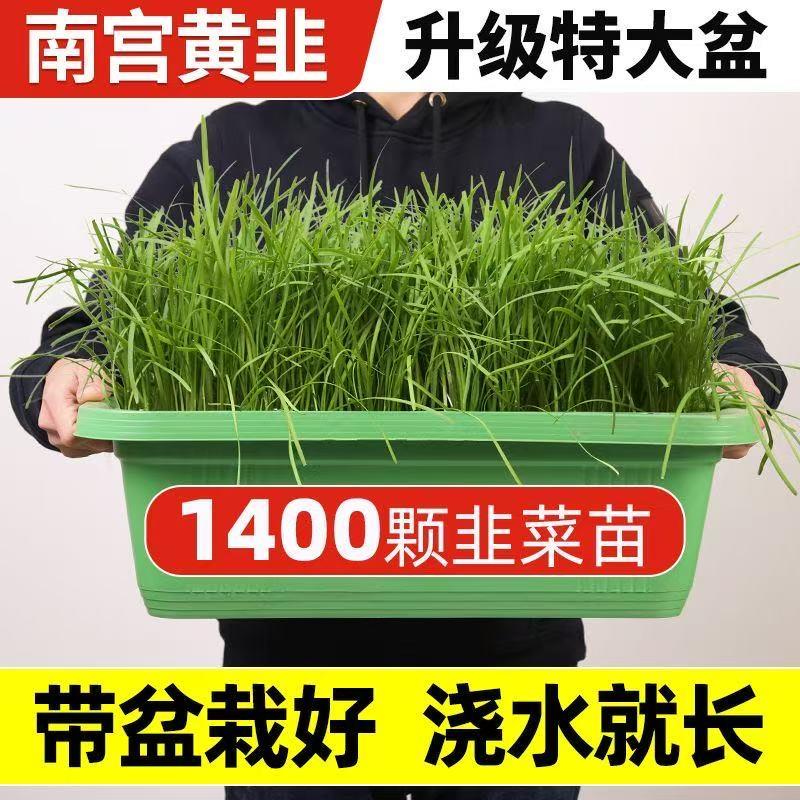 南宫黄韭菜根苗种植盆栽现挖韭菜苗大宽叶水培韭菜根盆栽带盆栽好