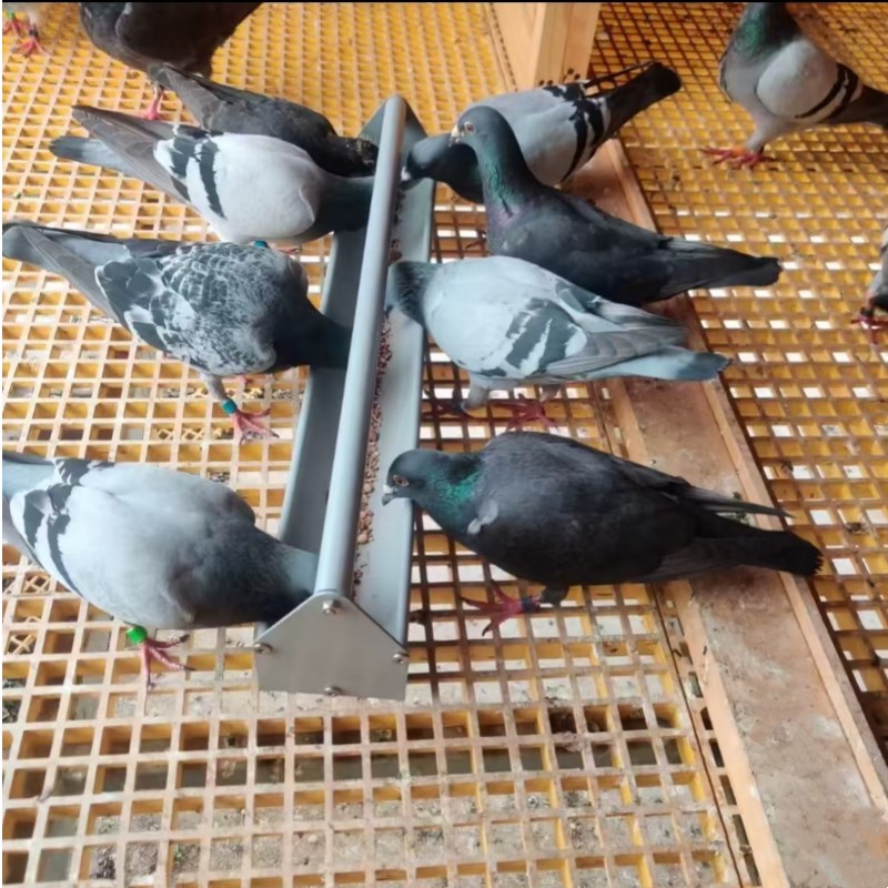 鸽子用品用具防撒食槽航空铝U型信鸽赛鸽单杠喂食器鸽具鸡食槽