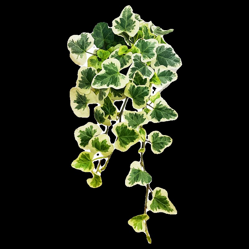 水培雪莹常春藤送女友闺蜜小盆栽室内绿植物无土栽培窗台书架观叶