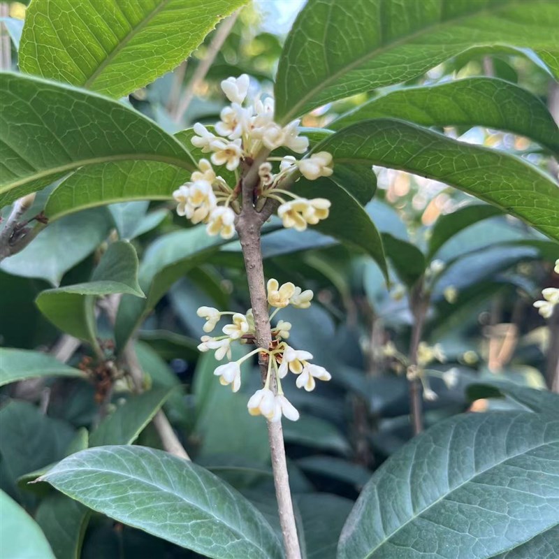 桂花苗热卖四季桂花树两百多天花绣球/木绣球/圆锥乔