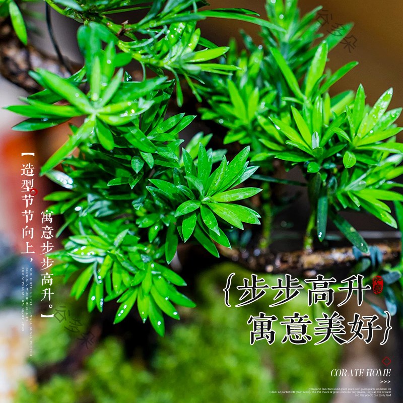 造型罗汉松盆栽花卉塔松盆景办公室绿植桌面客厅室内植物摆件送礼