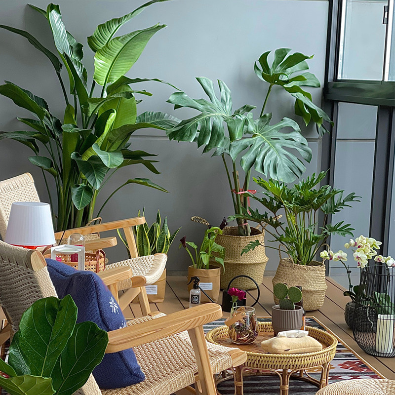 大型龟背竹盆栽北欧风绿植 室内大叶植物办公室造景植物 适合新手图片