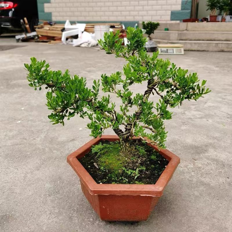 名贵雀舌黄杨盆景矮霸造型老桩盆栽室内客厅皱皮小叶四季常青绿植