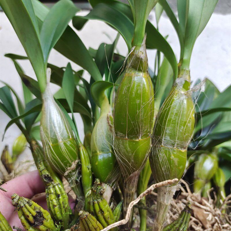 鼓锤石斛 缅甸鼓锤石斛苗 花期三四月份 花蜂蜜香 花条都可以食用图片