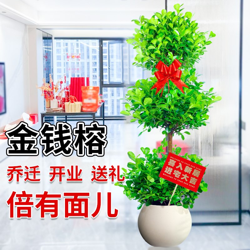 金钱榕树盆栽室内客厅摇钱树大型绿植四季常青办公室盆景招财树