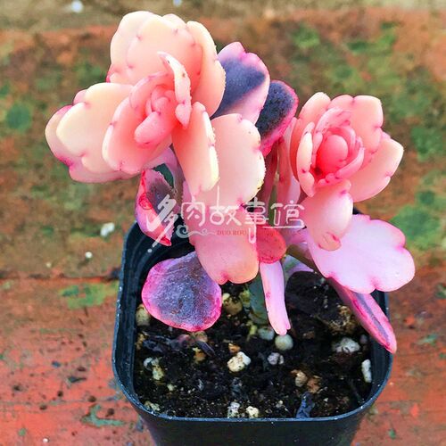 多肉植物 梦之芭蕾玉吊钟落地生根棒叶窄叶嫁接阳台庭院基地直发