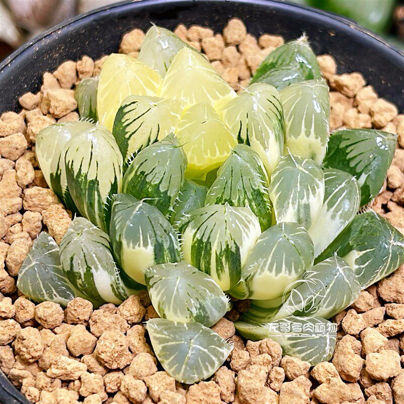 别系玉露锦 夏沫玉露十二卷非霓虹灯 多肉植物盆栽 一物一拍 包邮