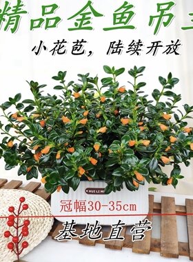 新品金鱼吊兰盆栽带花苞室内外好养四季开花绿植