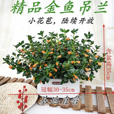 新品金鱼吊兰盆栽带花苞室内外好养四季开花绿植