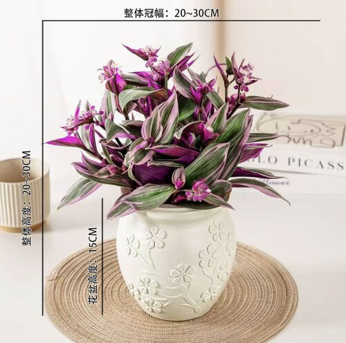 婚礼油画吊兰花卉盆栽客厅垂吊绿植客厅办公室桌面四季花卉盆景