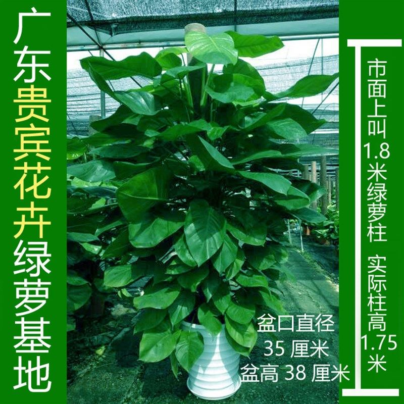 大叶绿萝立柱绿萝包邮大型室内植物常青盆栽绿植养眼环保净化空气