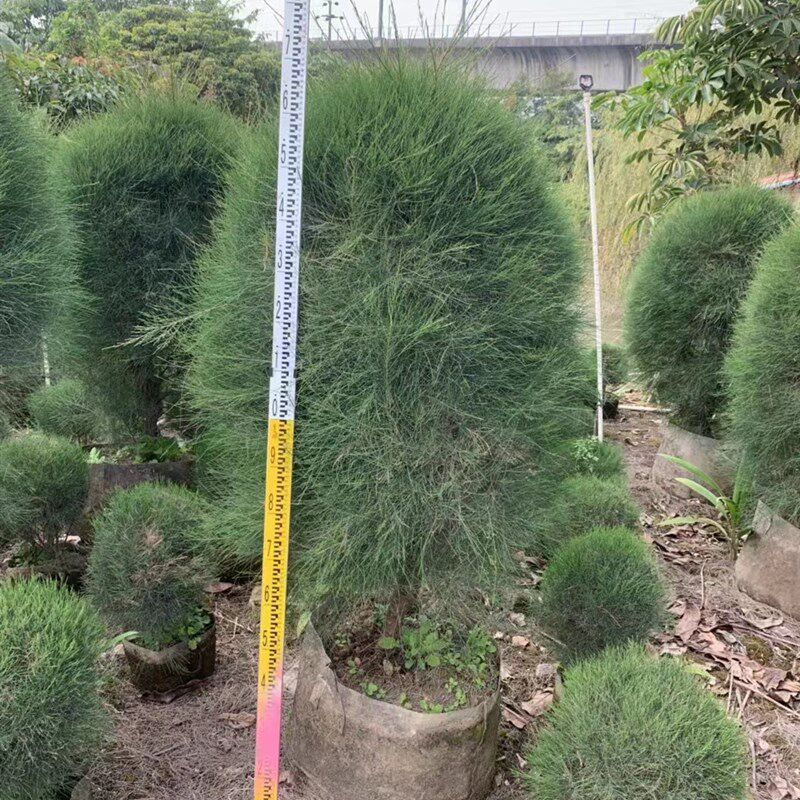 木麻黄树苗 马尾松树苗 短枝木麻黄树苗 驳骨树苗 绿化工程苗