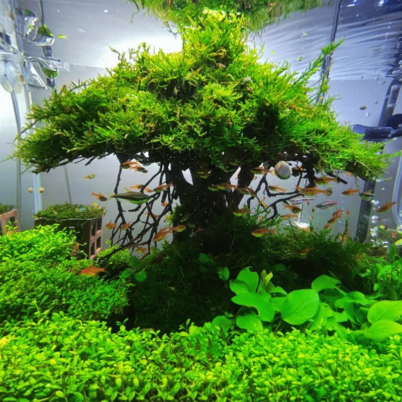 莫丝树辣椒榕树迷你榕丁香树水景懒人景草缸骨架阴性水草一木成景