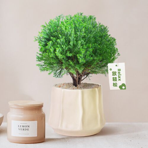圣诞树礼物放青松绿植雾凇盆栽网红雾松办公室内桌面好养解压花卉