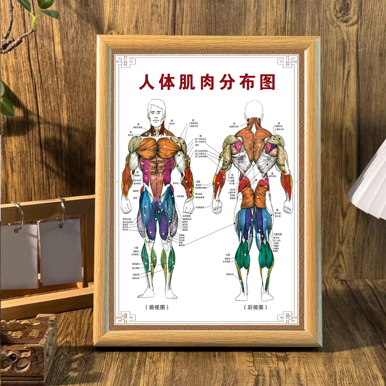 人体骨骼内脏解剖图相框