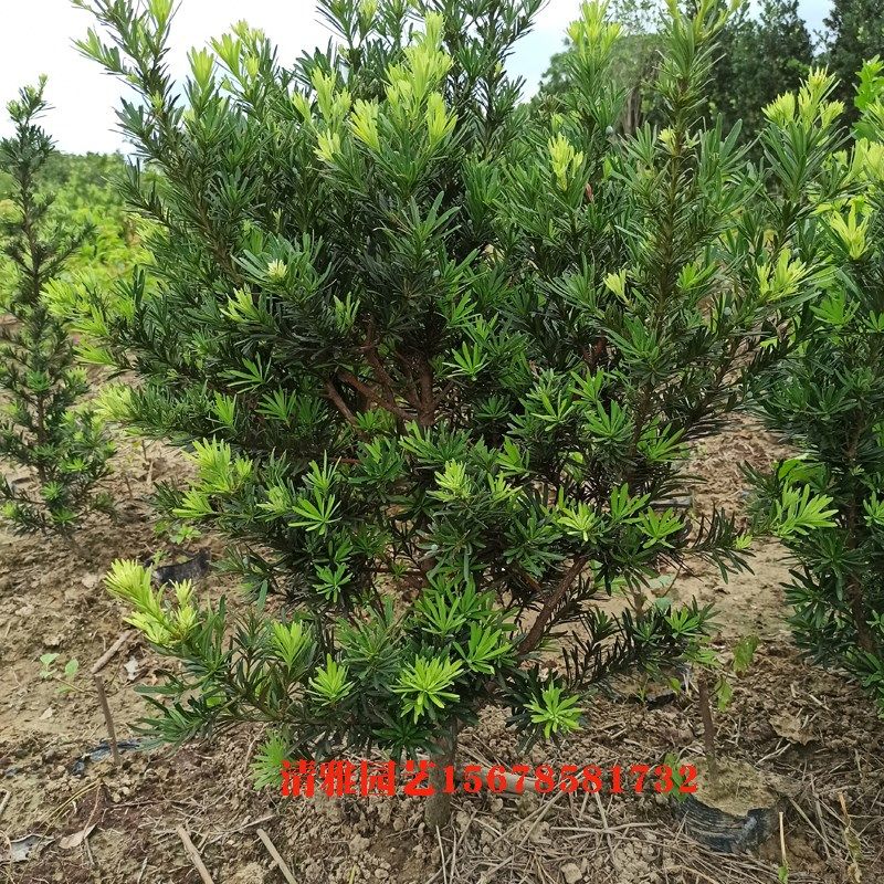 罗汉松树苗米叶米罗贵妃罗汉松树桩盆景素材造型矮化苗雀舌罗汉松
