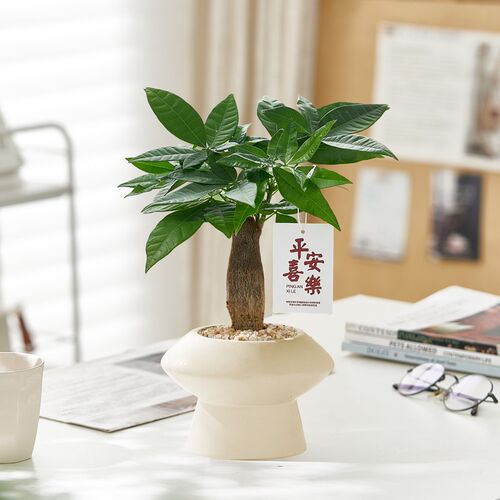 发财树盆栽室内植物招财办公室客厅桌面绿植四季好养活单杆发财树
