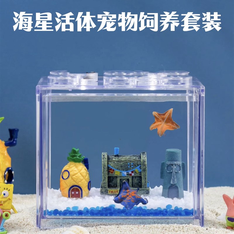 海星饲养套餐 桌面宠物小景观 桌面鱼缸造景解压 海燕海星 礼品