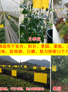 粘虫板黄板双面诱虫板纸贴黄色杀飞虫小黑飞沾果蝇诱捕器粘板大棚