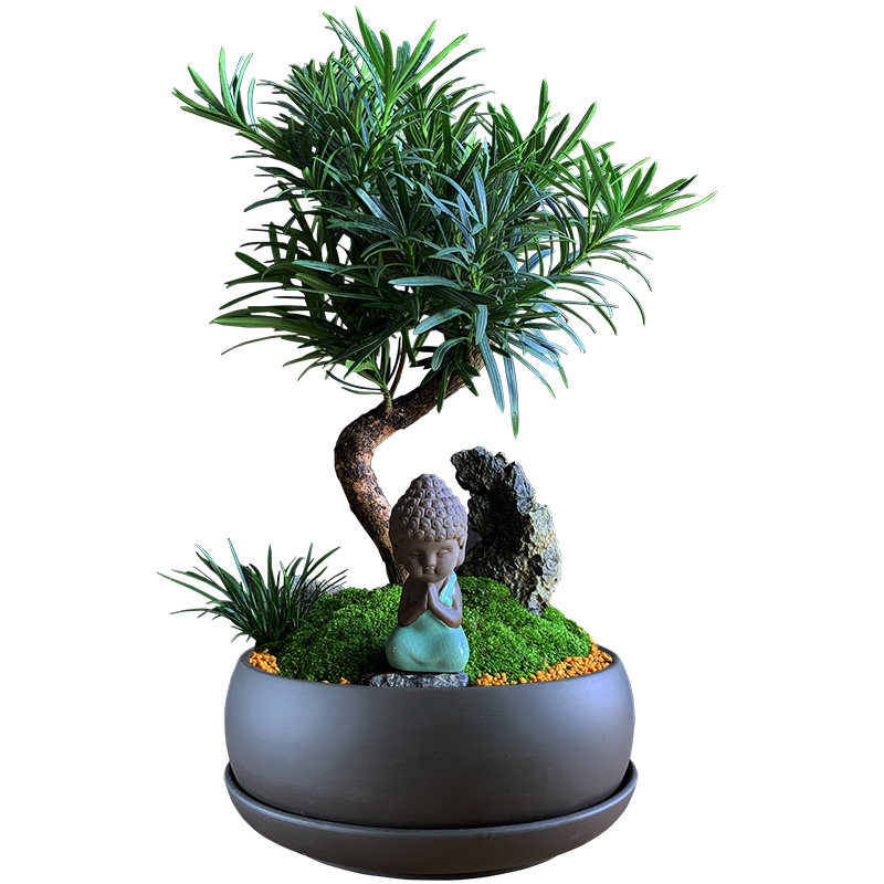 造型树桩罗汉松盆景大盆栽室内绿植客厅花卉四季常青植物禅意茶室