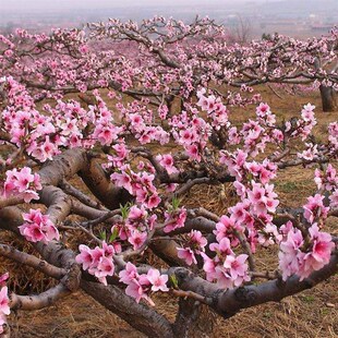 园林绿花苗木庭院观赏树种桃花苗盆栽粉色桃花树苗