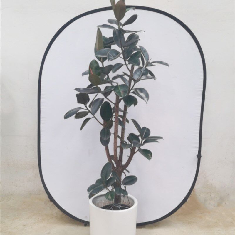 造型橡皮树植物黑金刚室内大型盆栽室内客厅绿植广州供货直发香港