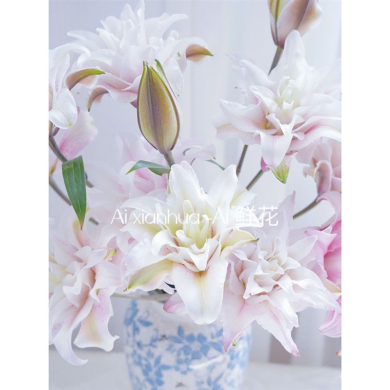 粉色有深有浅AA重瓣粉色云幂伊莎贝拉百合花鲜花插花水养云南直发