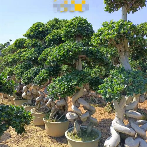 小叶榕造型盆景别墅树苗罗汉松迎客松红花继木盆景罗汉松桩映山红