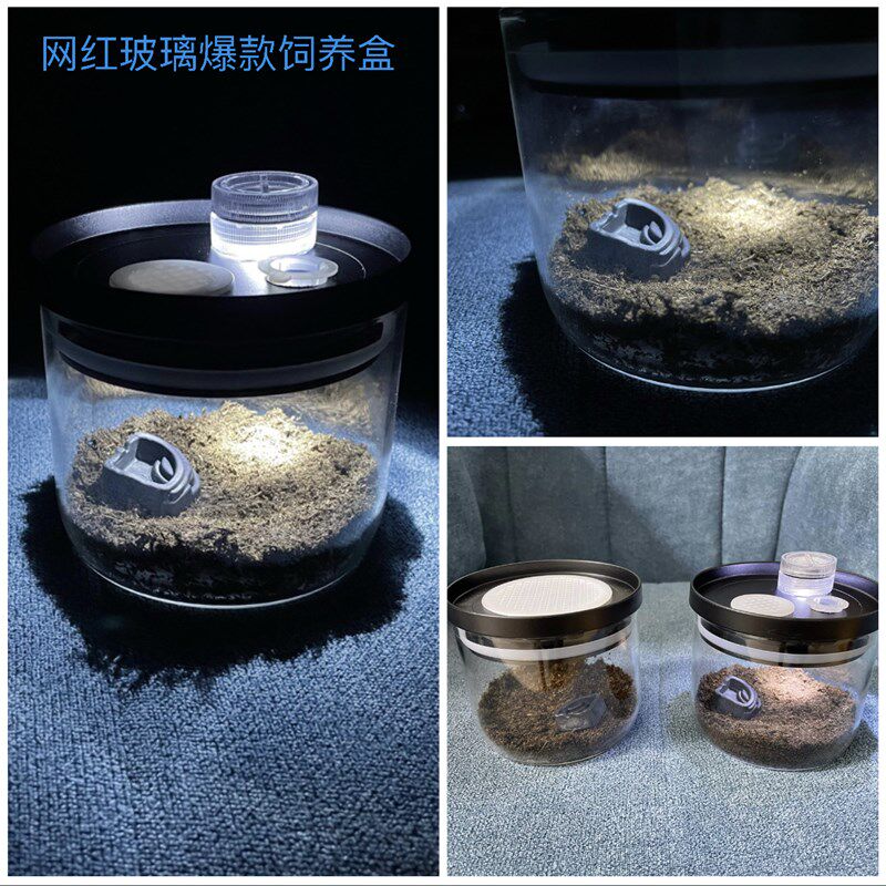 跳蛛盒蝈蝈笼子油葫芦蛐蛐电报蛉盒子竹蛉蝎子蜈蚣蜘蛛盒鸣虫叫罐