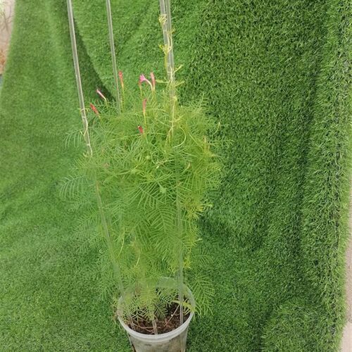 亚克力盆栽U型杆爬藤架花架园艺支架植物支撑架月季藤本绿萝花架