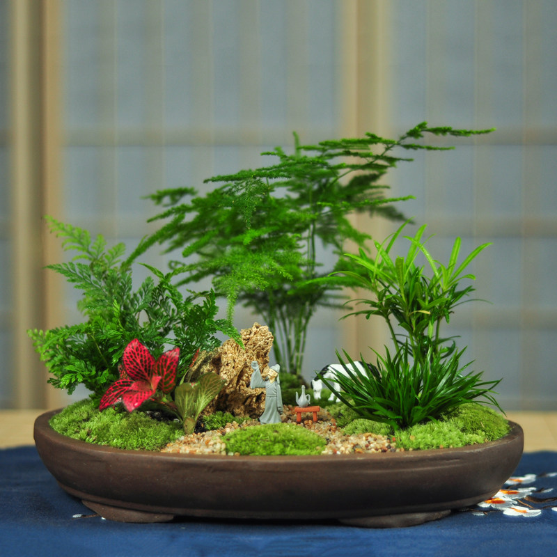 岘山怀古盆景盆栽文竹菖蒲日式禅意室内桌面茶室创意DIY手工绿植
