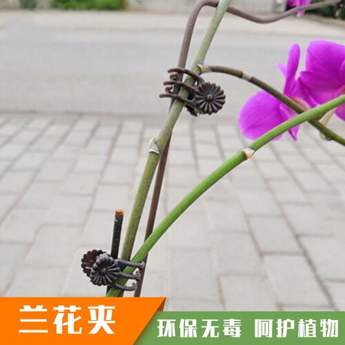 蝴蝶兰支架支撑杆造型架子园艺花卉花枝夹子蔓藤爬藤植物固定夹子