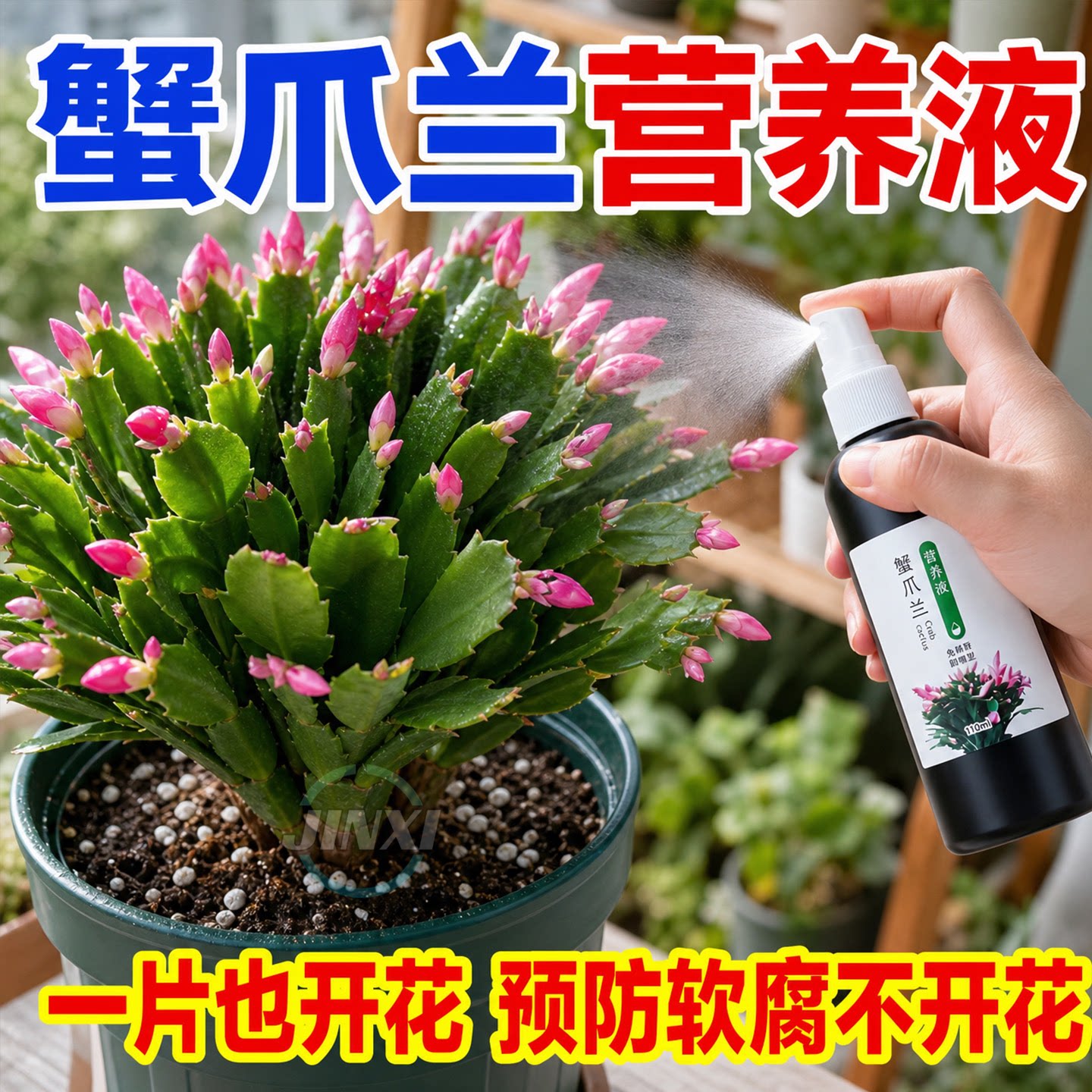 蟹爪兰花专用营养液壮根干瘪软烂