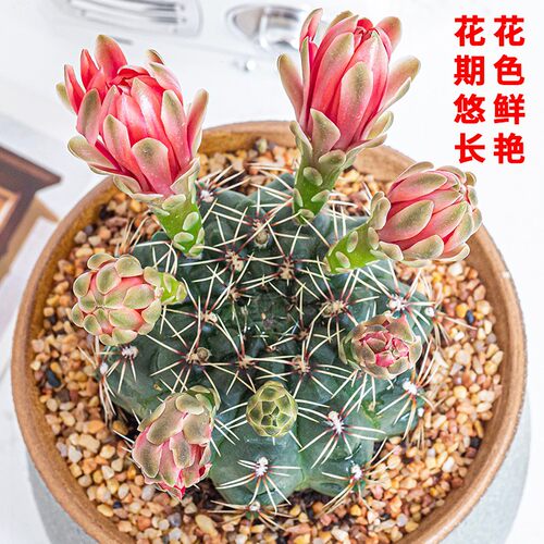绯花玉仙人球带花苞小盆栽桌面绿植多肉植物花卉室内花开花菲花玉