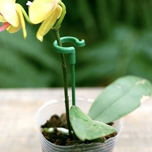 防倒伏花杆植物塑形花架固定器蝴蝶兰花支架固定花神器园艺支撑杆