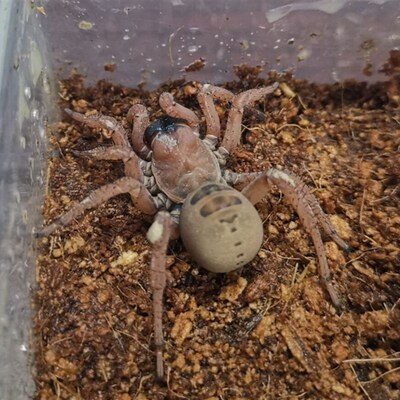 中华七纺蛛3-5CM无毒红色国产节板蜘蛛宠物新手学生入门爬虫油彩