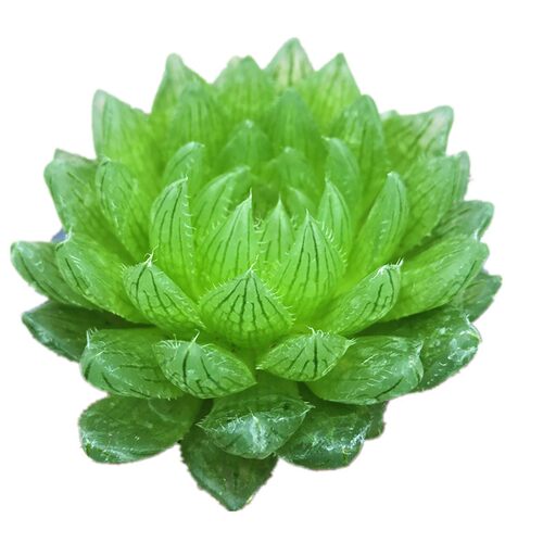 樱水晶玉露新手套餐多肉植物多肉组合植物盆栽种好发货含盆含土
