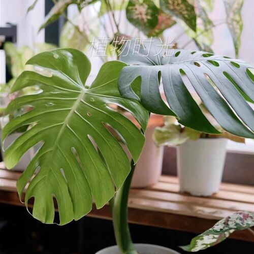 植物时光 老桩龟背竹 一物一拍 大型室内植物盆栽吸甲醛