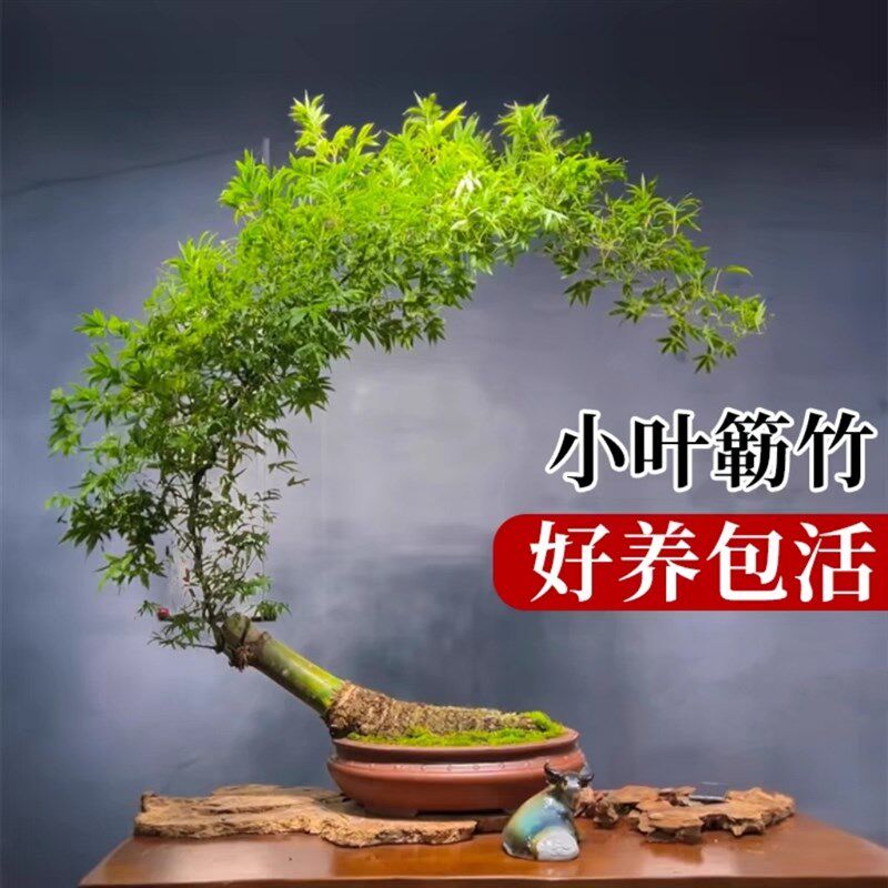 小叶簕竹根苗勒竹桩桌面绿植成品竹子盆栽室内文人茶几盆景花卉