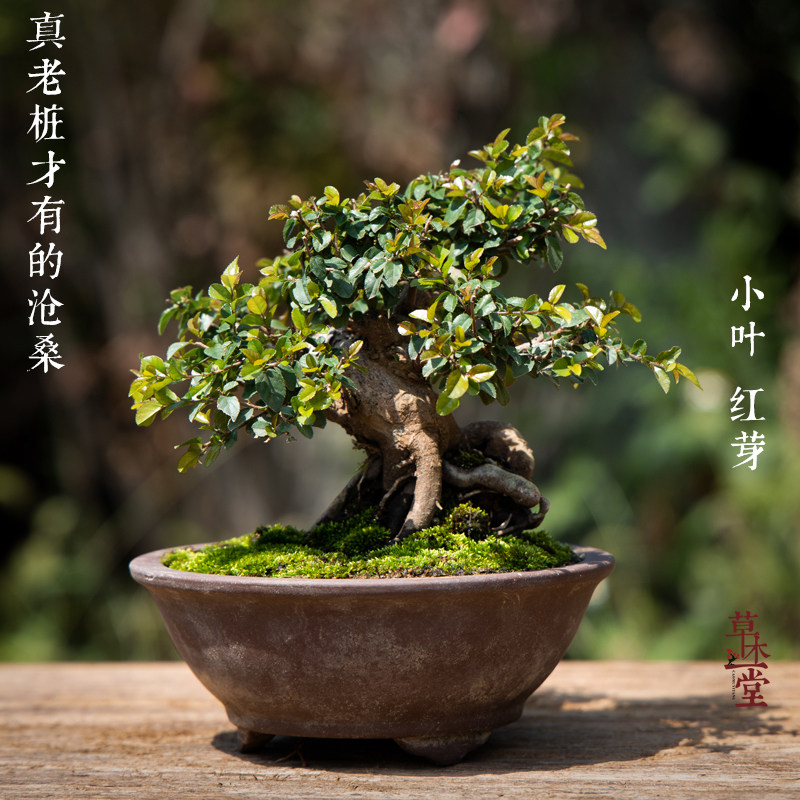 矮霸小叶雀梅盆景老桩造型室内盆栽绿植喜阳耐晒植物室外阳台好养